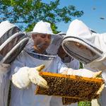 CIS Professor Receives Grant to Study Honeybee Population